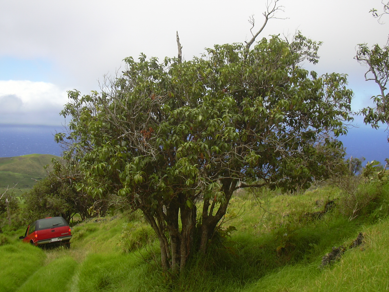 2000 Chevrolet Tahoe
